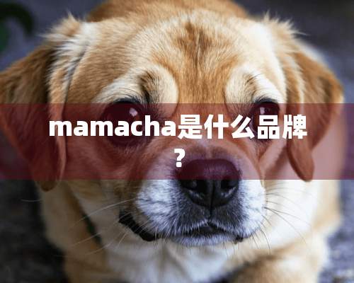 mamacha是什么品牌？