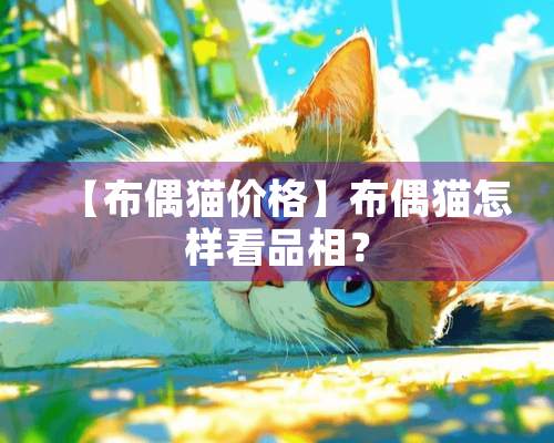 【布偶猫价格】布偶猫怎样看品相？