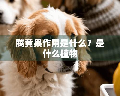 腾黄果作用是什么？是什么植物