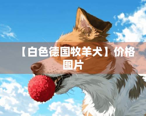 【白色德国牧羊犬】价格图片