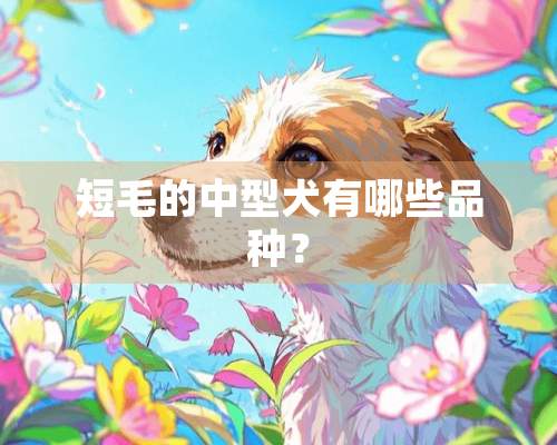 短毛的中型犬有哪些品种？