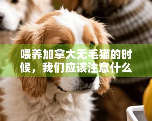 喂养加拿大**猫的时候，我们应该注意什么