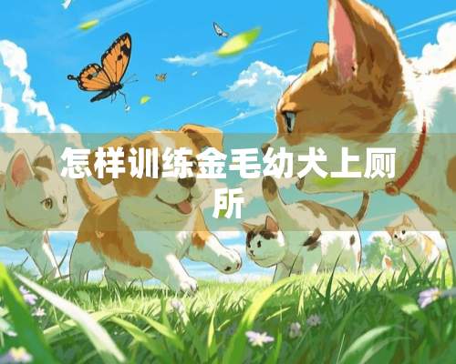 怎样训练金毛幼犬上厕所