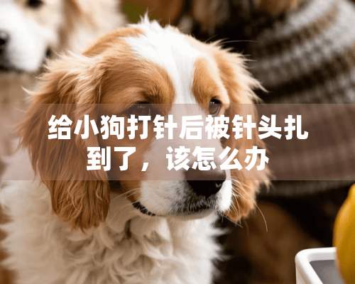 给小狗打针后被针头扎到了，该怎么办