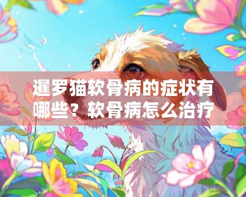 暹罗猫软骨病的症状有哪些？软骨病怎么治疗？