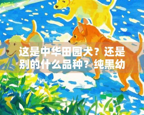 这是中华田园犬？还是别的什么品种？纯黑幼崽