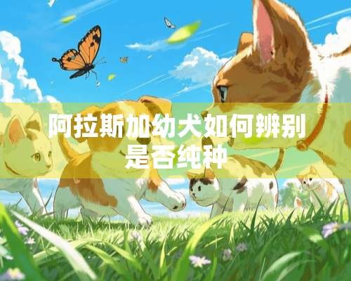 阿拉斯加幼犬如何辨别是否纯种