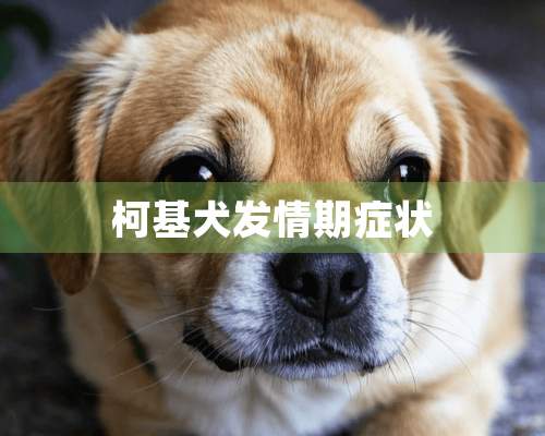 柯基犬发情期症状