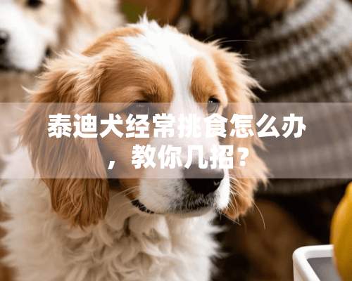 泰迪犬经常挑食怎么办，教你几招？