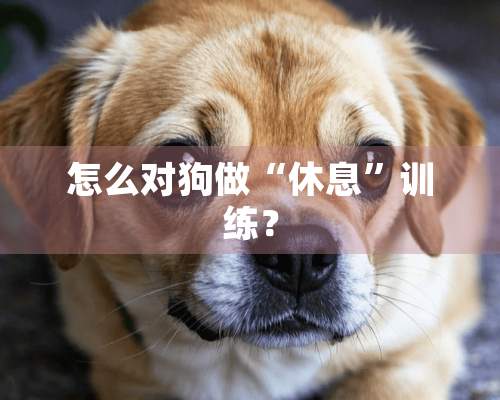 怎么对狗做“休息”训练？