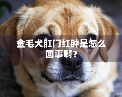 金毛犬*门红肿是怎么回事啊？