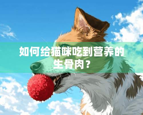 如何给猫咪吃到营养的生骨肉？