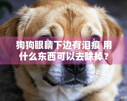 狗狗眼睛下边有泪痕 用什么东西可以去除掉？