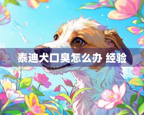 泰迪犬口臭怎么办 经验