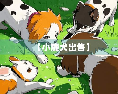 【小鹿犬出售】