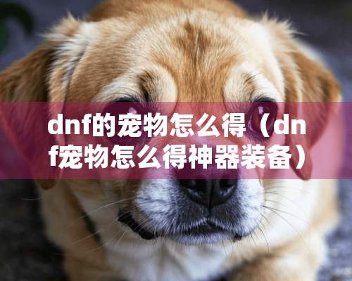 dnf的宠物怎么得（dnf宠物怎么得神器装备）