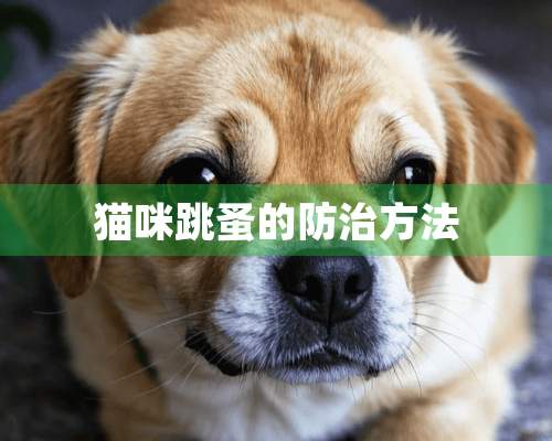 猫咪跳蚤的防治方法