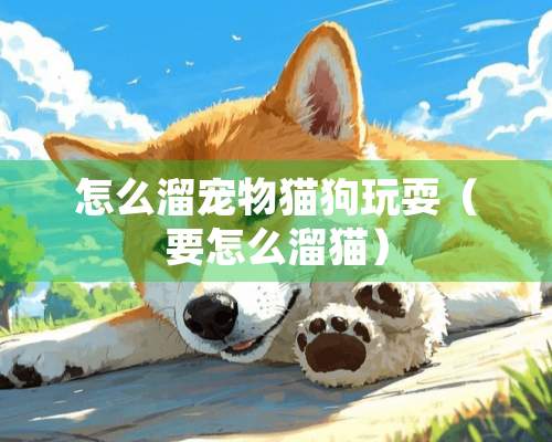 怎么溜宠物猫狗玩耍（要怎么溜猫）