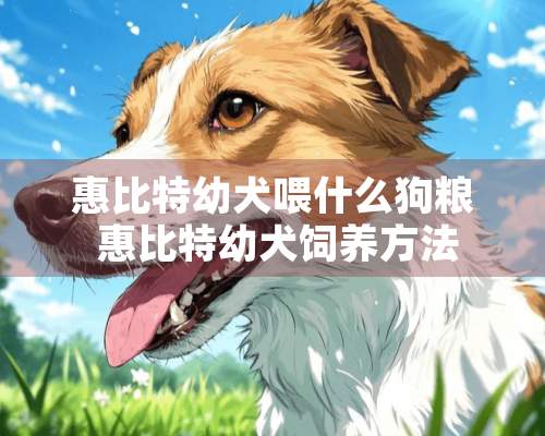 惠比特幼犬喂什么狗粮 惠比特幼犬饲养方法