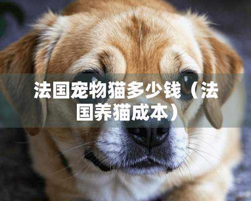 法国宠物猫多少钱（法国养猫成本）