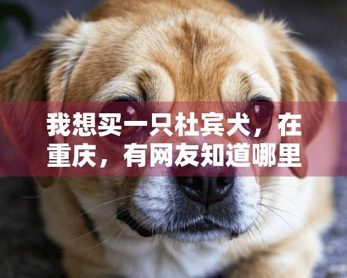 我想买一只杜宾犬，在重庆，有网友知道哪里有吗？或者自己有的