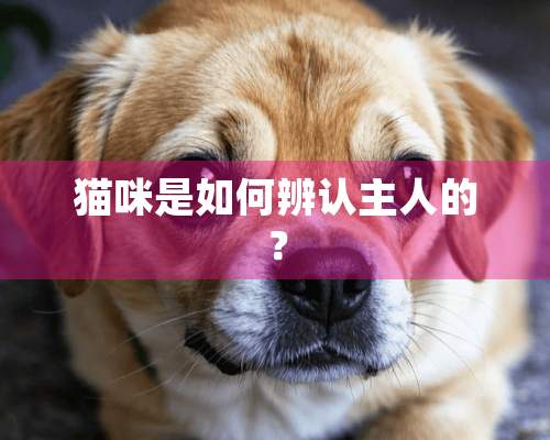 猫咪是如何辨认主人的？