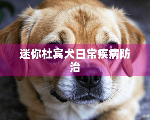 迷你杜宾犬日常疾病防治