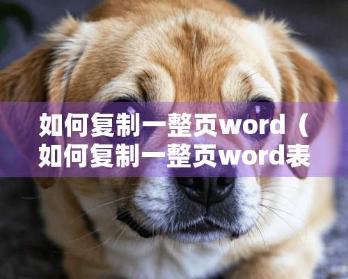 如何复制一整页word（如何复制一整页word表格）