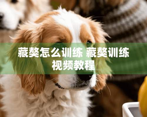 藏獒怎么训练 藏獒训练视频教程