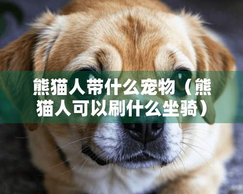 熊猫人带什么宠物（熊猫人可以刷什么坐骑）