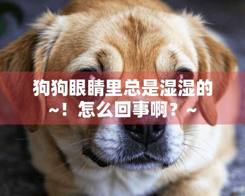 狗狗眼睛里总是湿湿的~！怎么回事啊？~