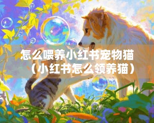 怎么喂养小红书宠物猫（小红书怎么领养猫）