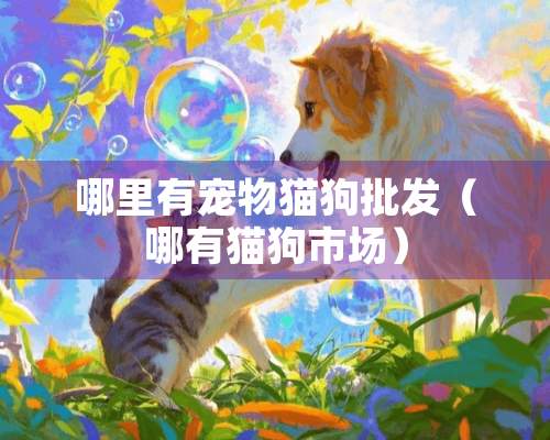 哪里有宠物猫狗批发（哪有猫狗市场）