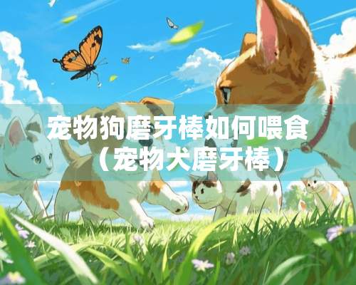 宠物狗磨牙棒如何喂食（宠物犬磨牙棒）