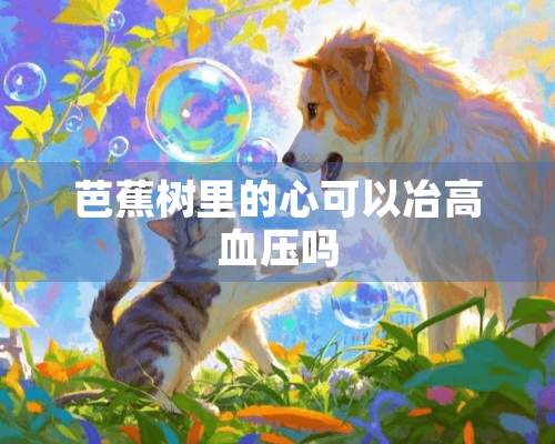 芭蕉树里的心可以冶高血压吗