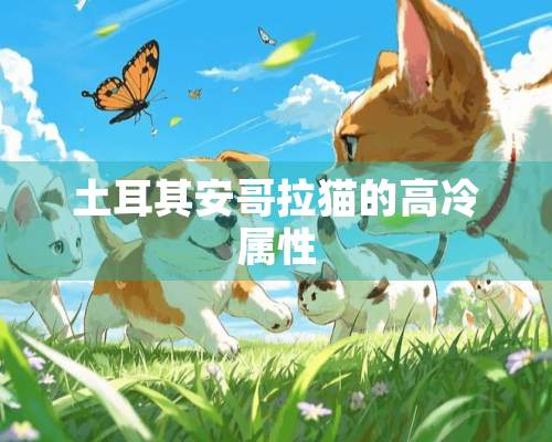 土耳其安哥拉猫的高冷属性