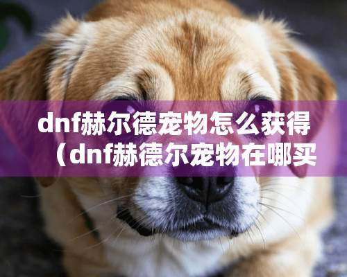 dnf赫尔德宠物怎么获得（dnf赫德尔宠物在哪买）