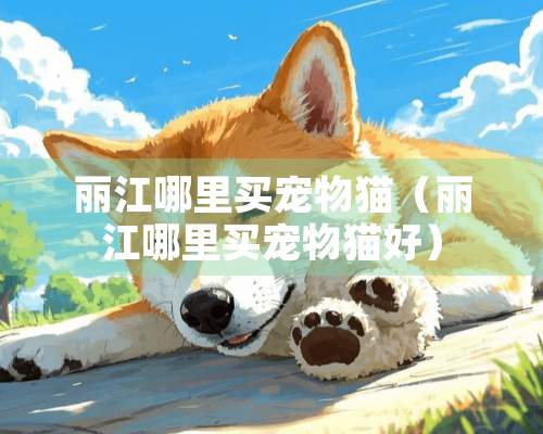 丽江哪里买宠物猫（丽江哪里买宠物猫好）