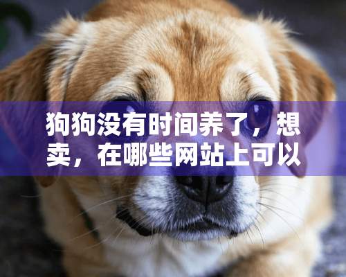 狗狗没有时间养了，想卖，在哪些网站上可以卖啊？