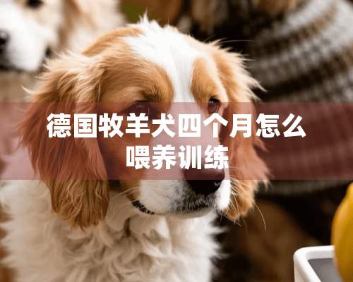 德国牧羊犬四个月怎么喂养训练