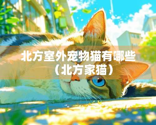 北方室外宠物猫有哪些（北方家猫）