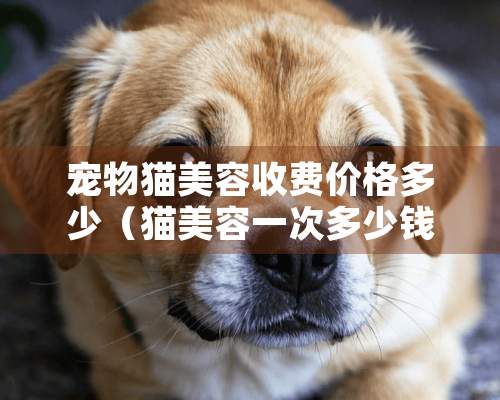 宠物猫美容收费价格多少（猫美容一次多少钱一个）