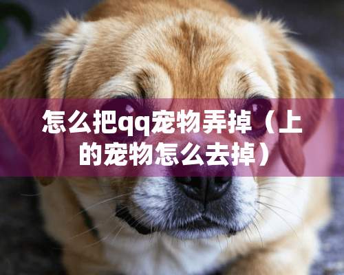 怎么把qq宠物弄掉（上的宠物怎么去掉）