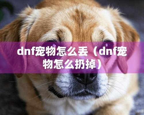 dnf宠物怎么丢（dnf宠物怎么扔掉）