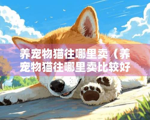 养宠物猫往哪里卖（养宠物猫往哪里**较好）