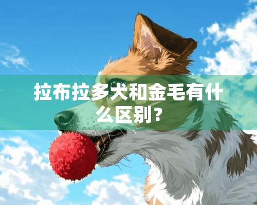 拉布拉多犬和金毛有什么区别？