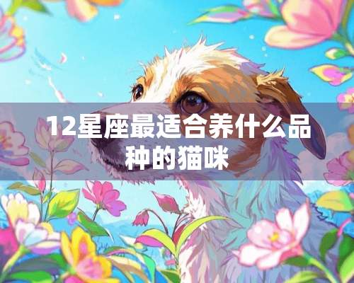 12星座最适合养什么品种的猫咪