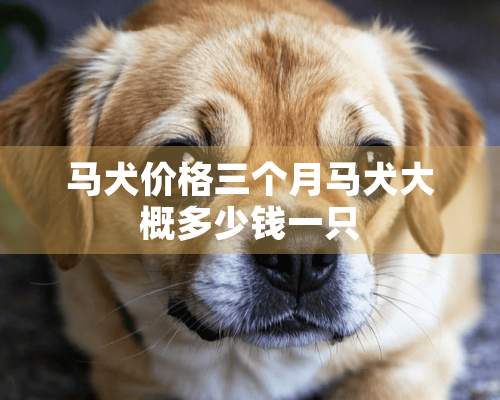 马犬价格三个月马犬大概多少钱一只