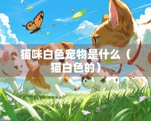 猫咪白色宠物是什么（猫白色的）