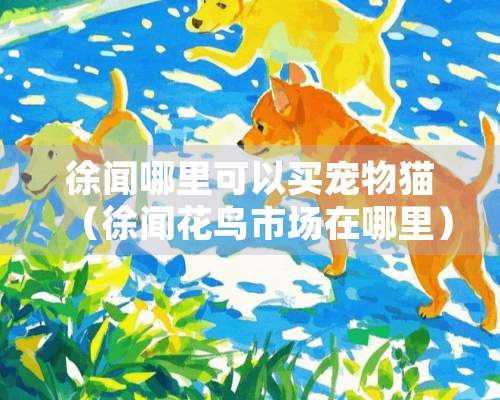 徐闻哪里可以买宠物猫（徐闻花鸟市场在哪里）